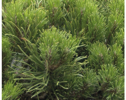 Kruipende den FloraSelf Pinus mugo 'Pumilio' H 10-15 cm Co 2 L