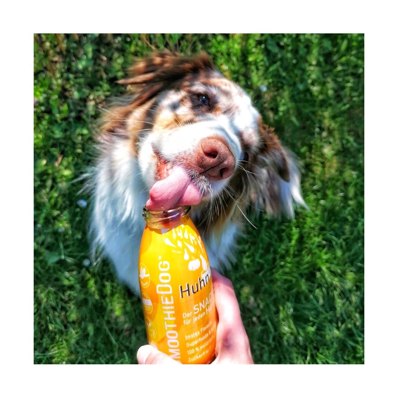 SmoothieDog Huhn 3x 250 ml + Trinkpause 3x 250 ml