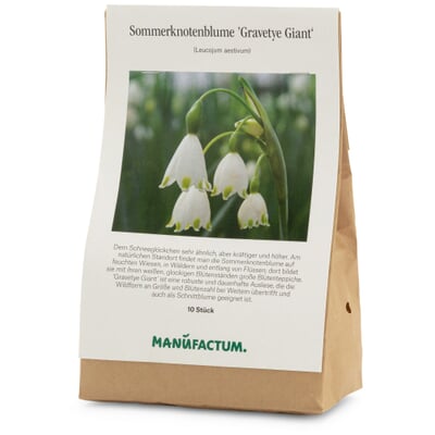 Blumenzwiebeln Sommerknotenblume 'Gravetye Giant'