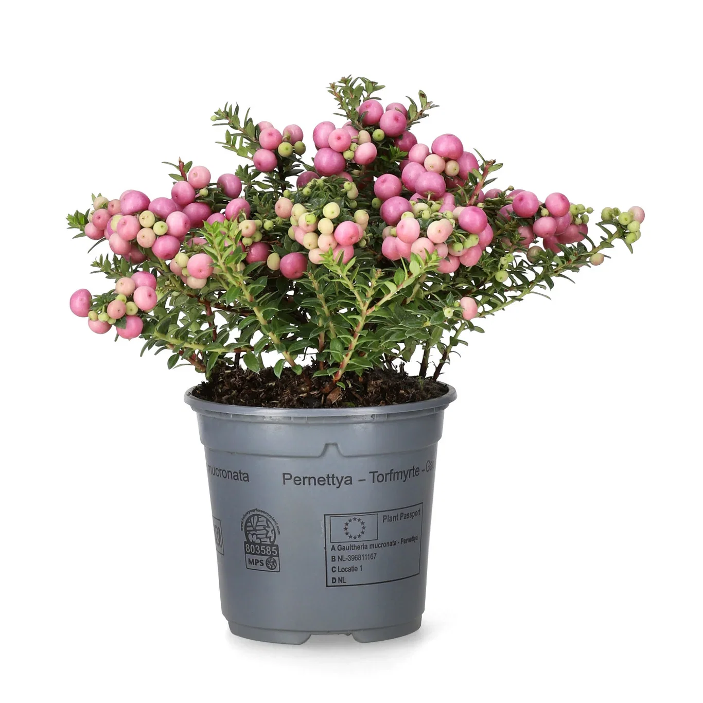Gaultheria mucronata Bærmyrt Ø10,5 cm