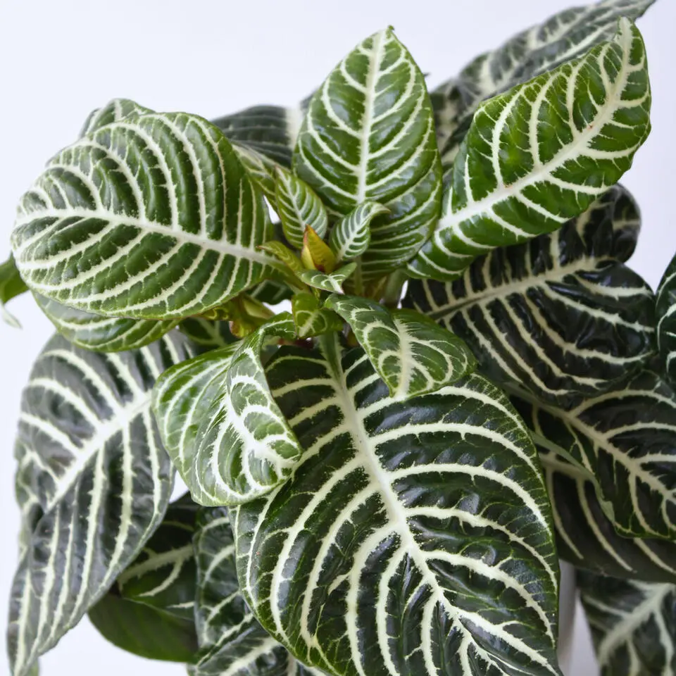 Zebraplant - Set van 4 - Aphelandra squarrosa - Hoogte 25-45cm - ⌀13cm