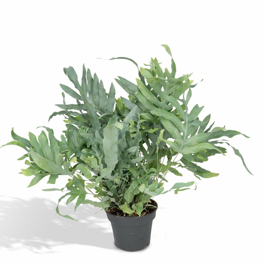 Plante d'intérieur - phlebodium blue star h50.0cm 50.0cm