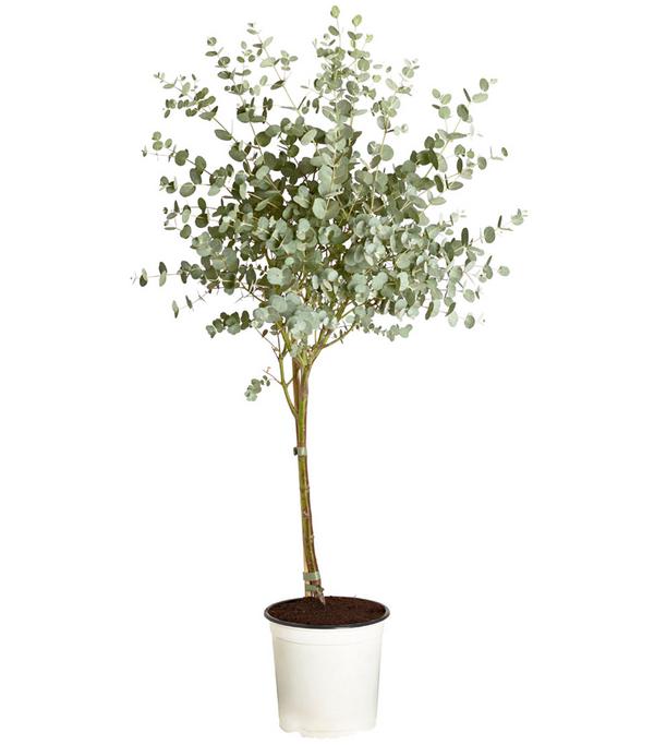 Eukalyptus, Stämmchen