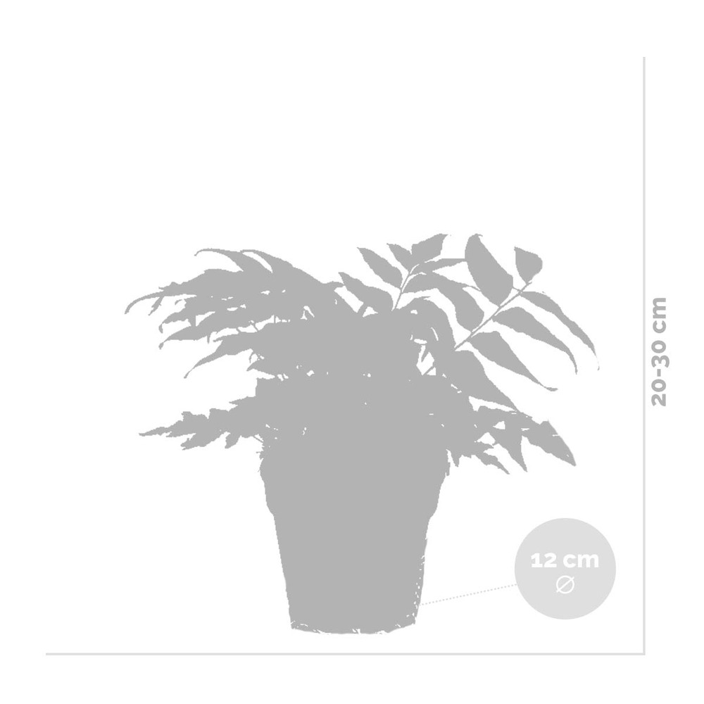 6x fern mix - fougère d'extérieur - fougère - rustique - ⌀12 cm - ↕20-30 cm
