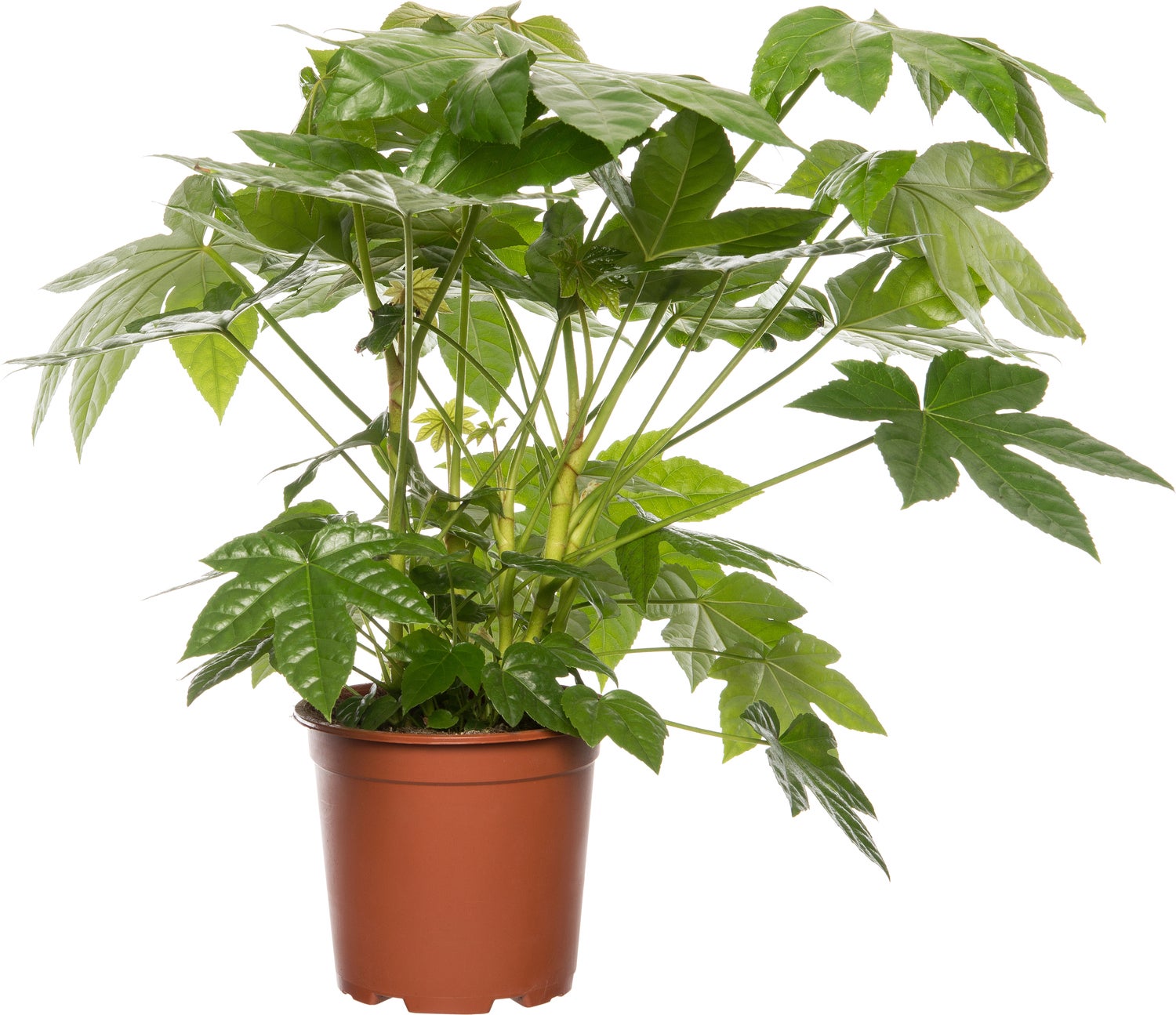 Vingerplant (Fatsia japonica) D 19 H 70 cm