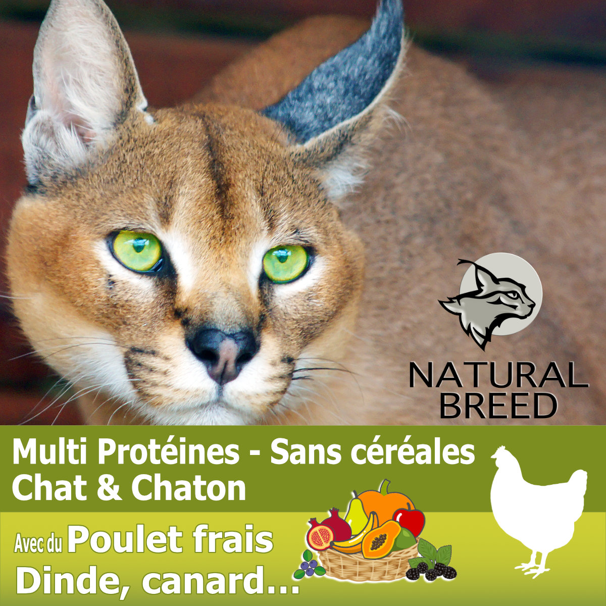 Wild diet fruity perfect cat - chat & chaton, avec du poulet frais, 2kg - PROMO 15%