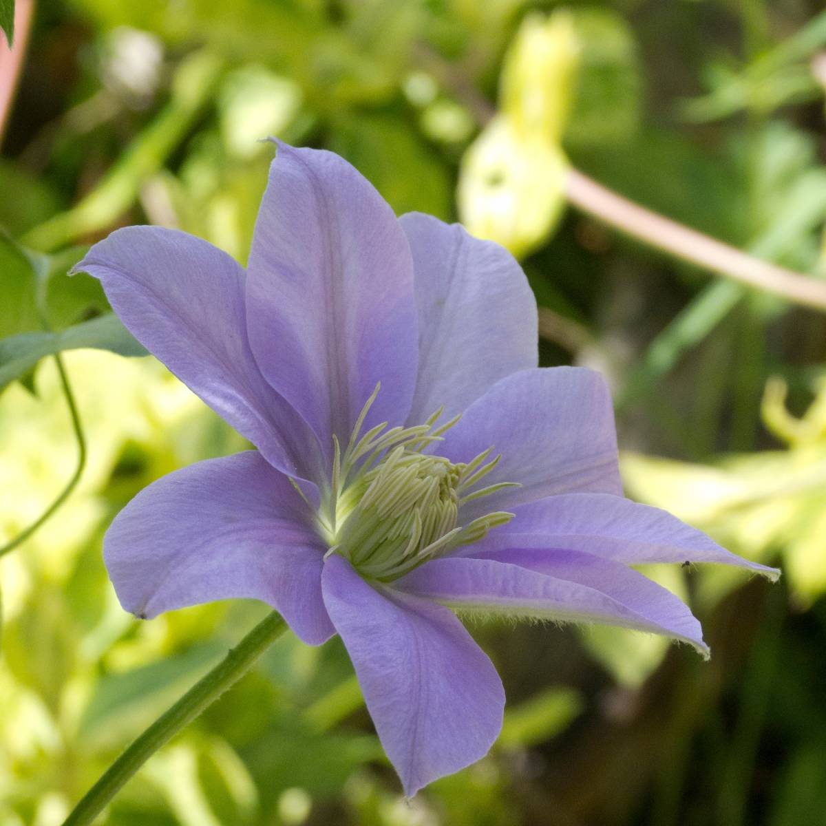 Clématite bernardine™ 'evipo061'/clematis bernardine™ 'evipo061'[-]pot de 1,5l - tuteur bambou 30/60 cm