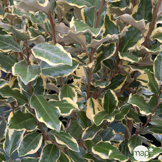 Elaeagnus x ebbingei 'Viveleg' : conteneur 10 litres
