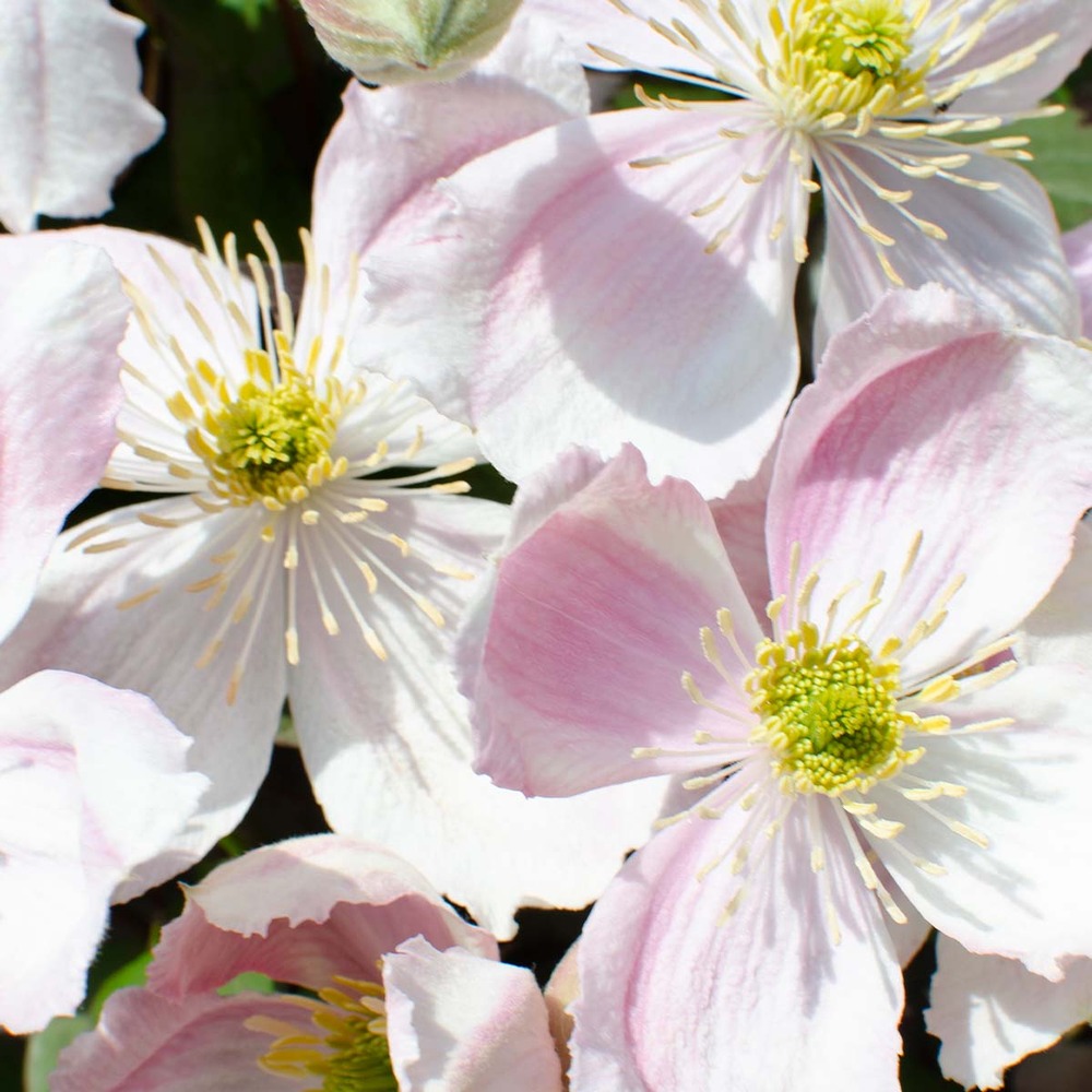 2x clematis montana 'fenne' - liane forestière - plante grimpante - facile d'entretien – ⌀ 15 cm - ↕60-70 cm