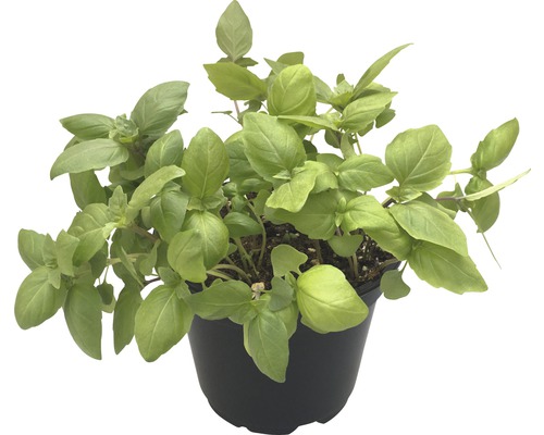 Biologische Citroenbasilicum FloraSelf Organic Ocimum americanum Ø 12 cm Pot