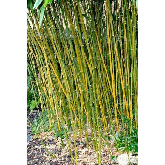 Bambou moyen phyllostachys bissetii 150/200 cm: pot de 18 litres