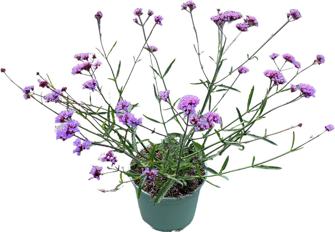 IJzerhard (Verbena bonariensis) D 17 H 60 cm