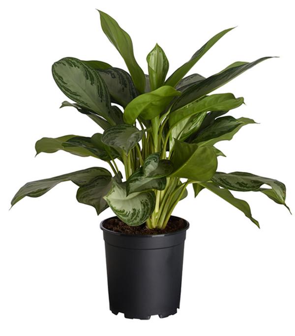 Kolbenfaden - Aglaonema commutatum 'Silver