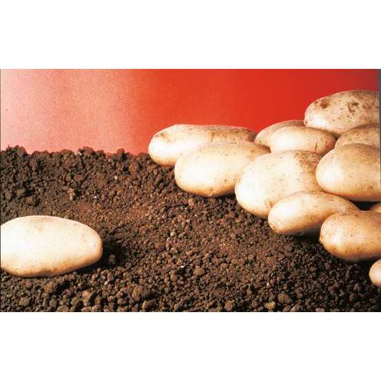 Plants de pommes de terre 'Spunta' en sac - 3 kg