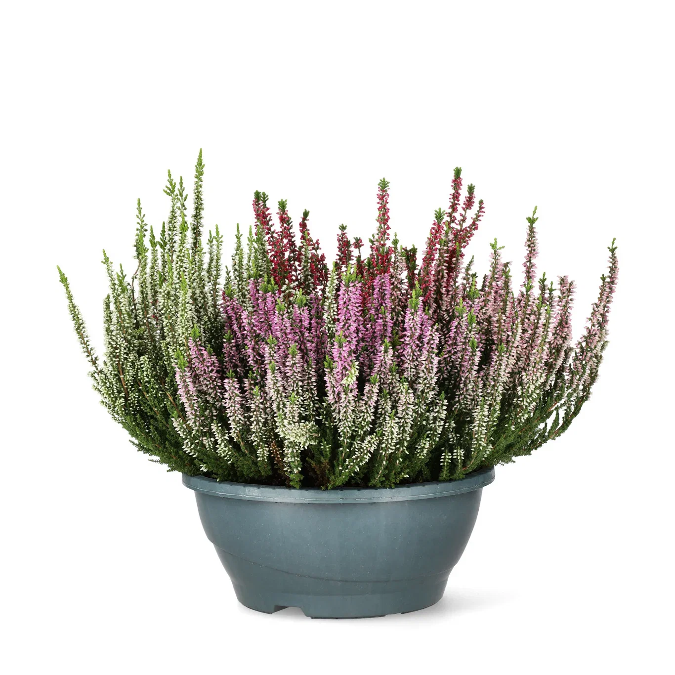 Calluna vulgaris Røsslyng i skål Ø23 cm