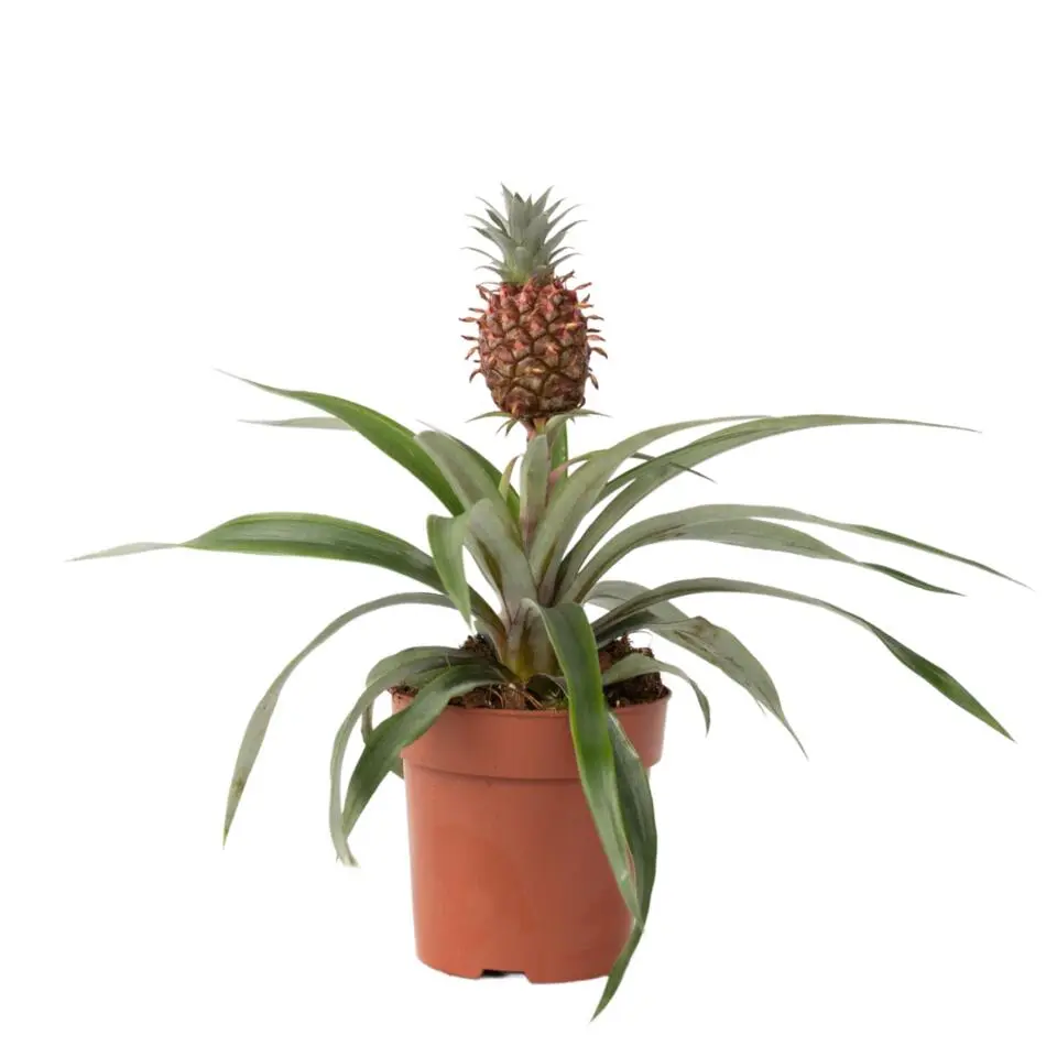 Bromelia - Ananas comosus 'Mi Amigo' - Hoogte 35-45cm - ⌀12cm
