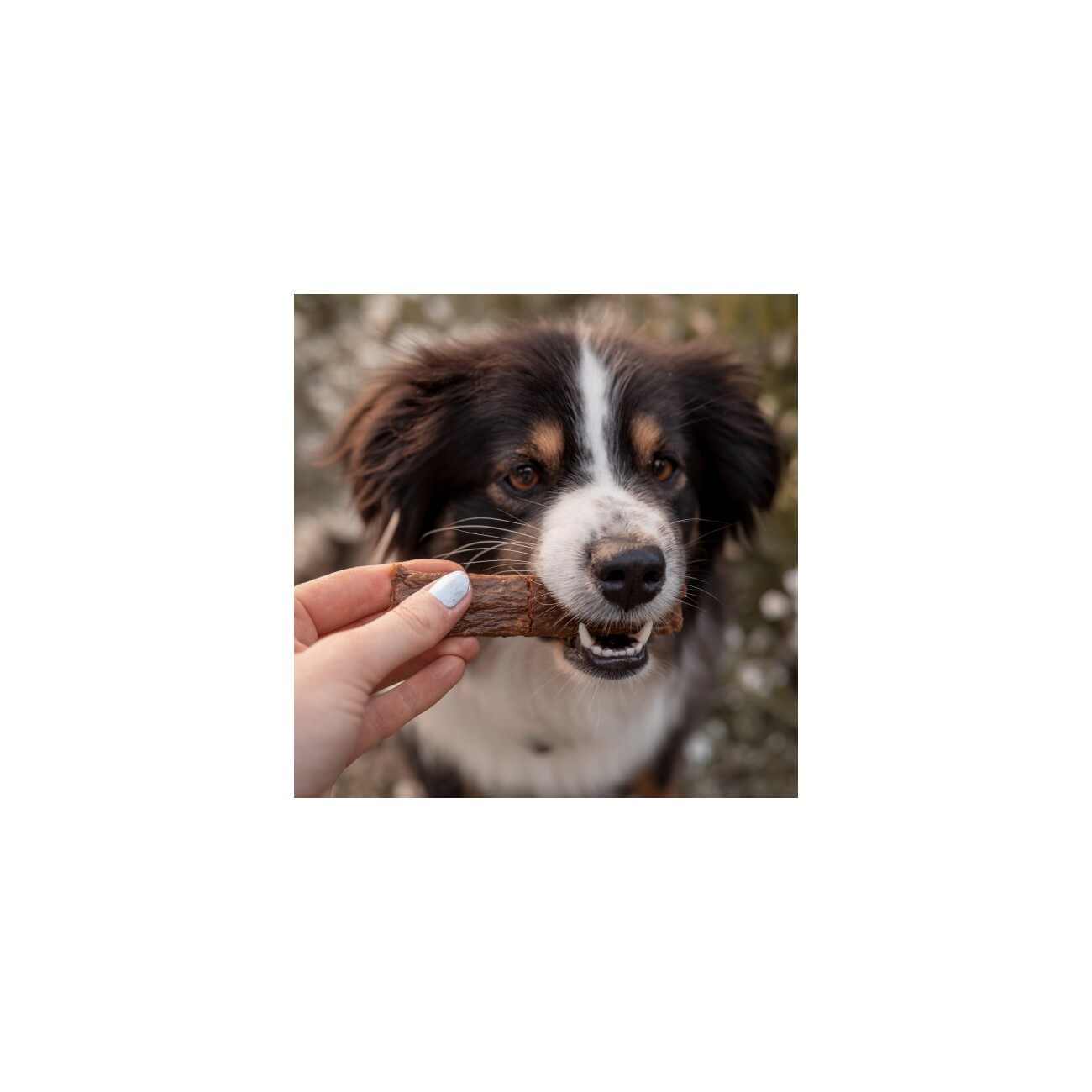 Bellfor Hundesnack - Fleischstreifen Wildschwein - 100g