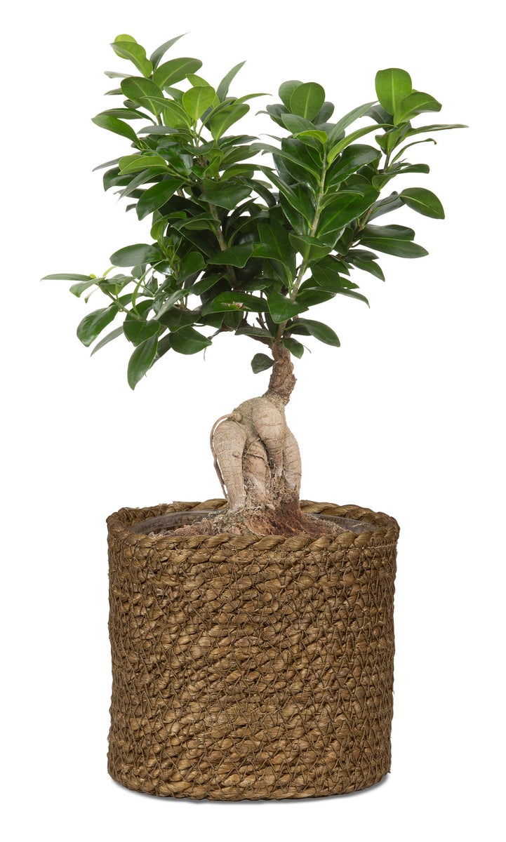 Scheurich Seagrass 24, plantenbak/mand van riet, kleur bruin, diameter 24 cm, hoogte 22,5 cm, inhoud 10,6 l.