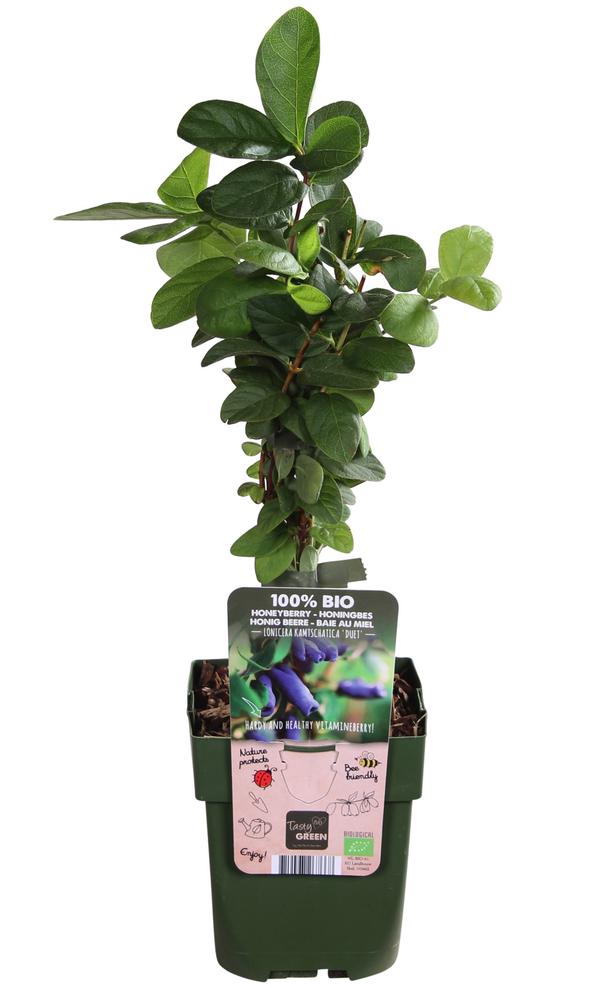 Bio Sibirische Blaubeere 'Duet'