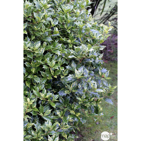 Osmanthus heterophyllus 'Goshiki' (='Tricolor') : H 30/40 cm ctr 3L