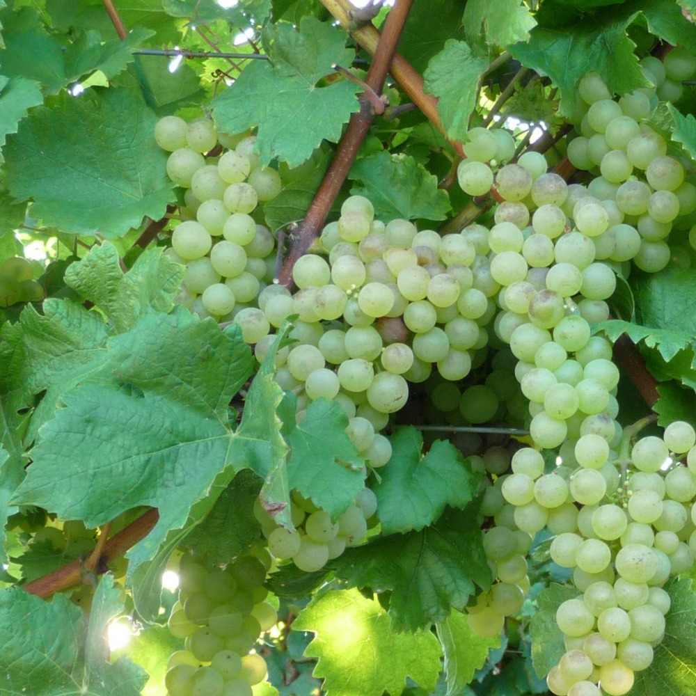 Vigne vinifera perlette/vitis vinifera perlette[-]pot de 3l - echelle bambou 60/120 cm