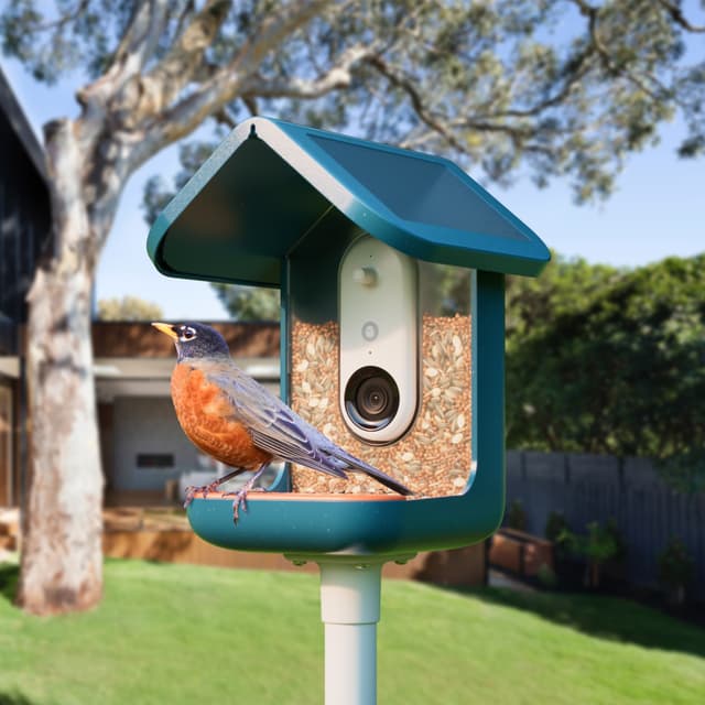 Bird Buddy solcelledrevet fuglefoderautomat med kamera (blå)