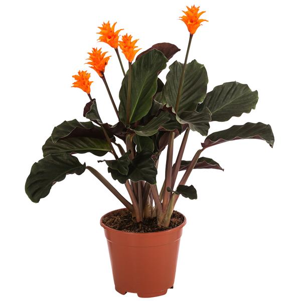 Korbmarante - Calathea crocata