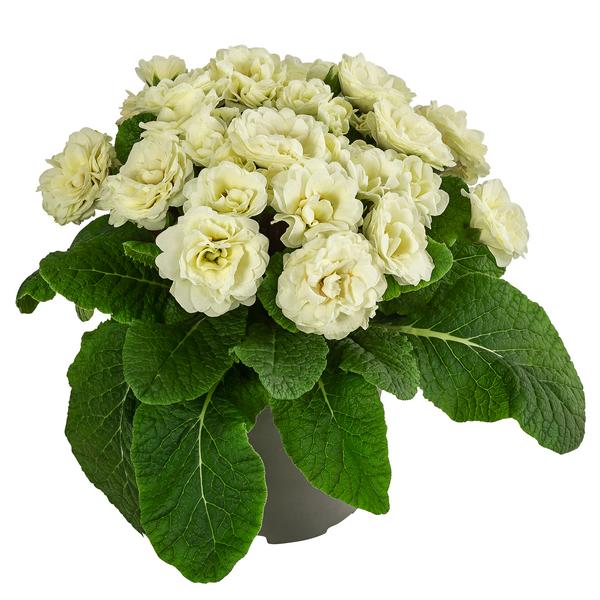 Rosenprimel 'Belarina', verschiedene Farben