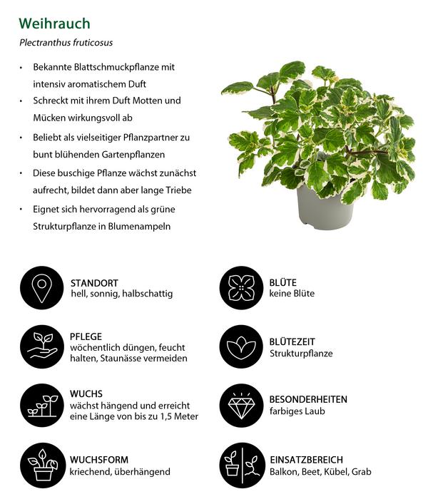 Beet- & Balkonpflanzen-Set Schattengarten,