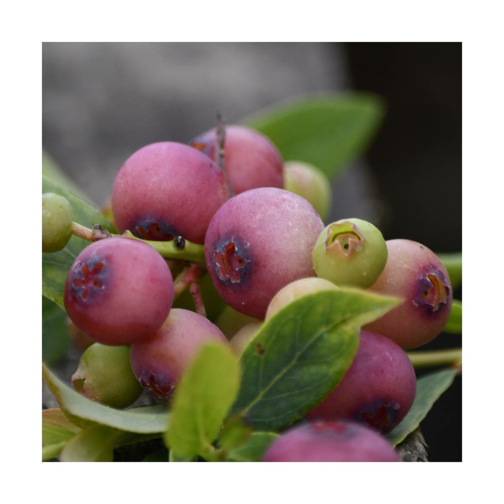 Myrtille corymbosum pink lemonade/vaccinium corymbosum pink lemonade[-]pot de 3l - 10/40 cm