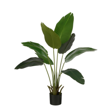 Bananen boom in pot