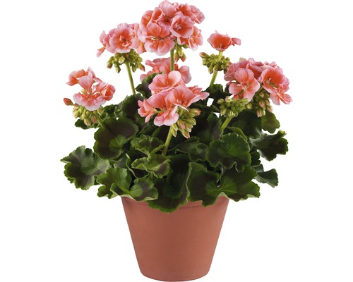 Staande geranium FloraSelf Pelargonium zonale Ø 12 cm pot