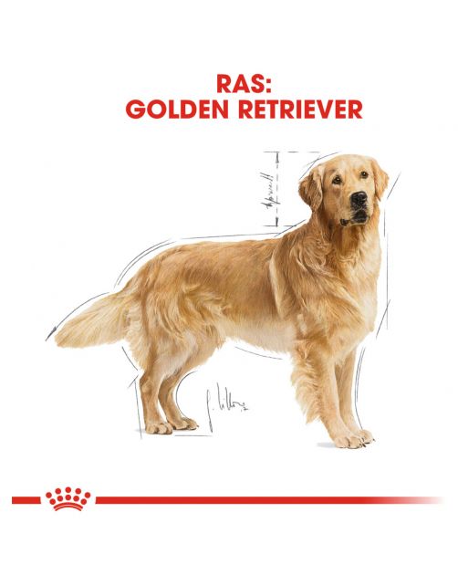 Royal Canin Golden Retriever Adult - Hondenvoer