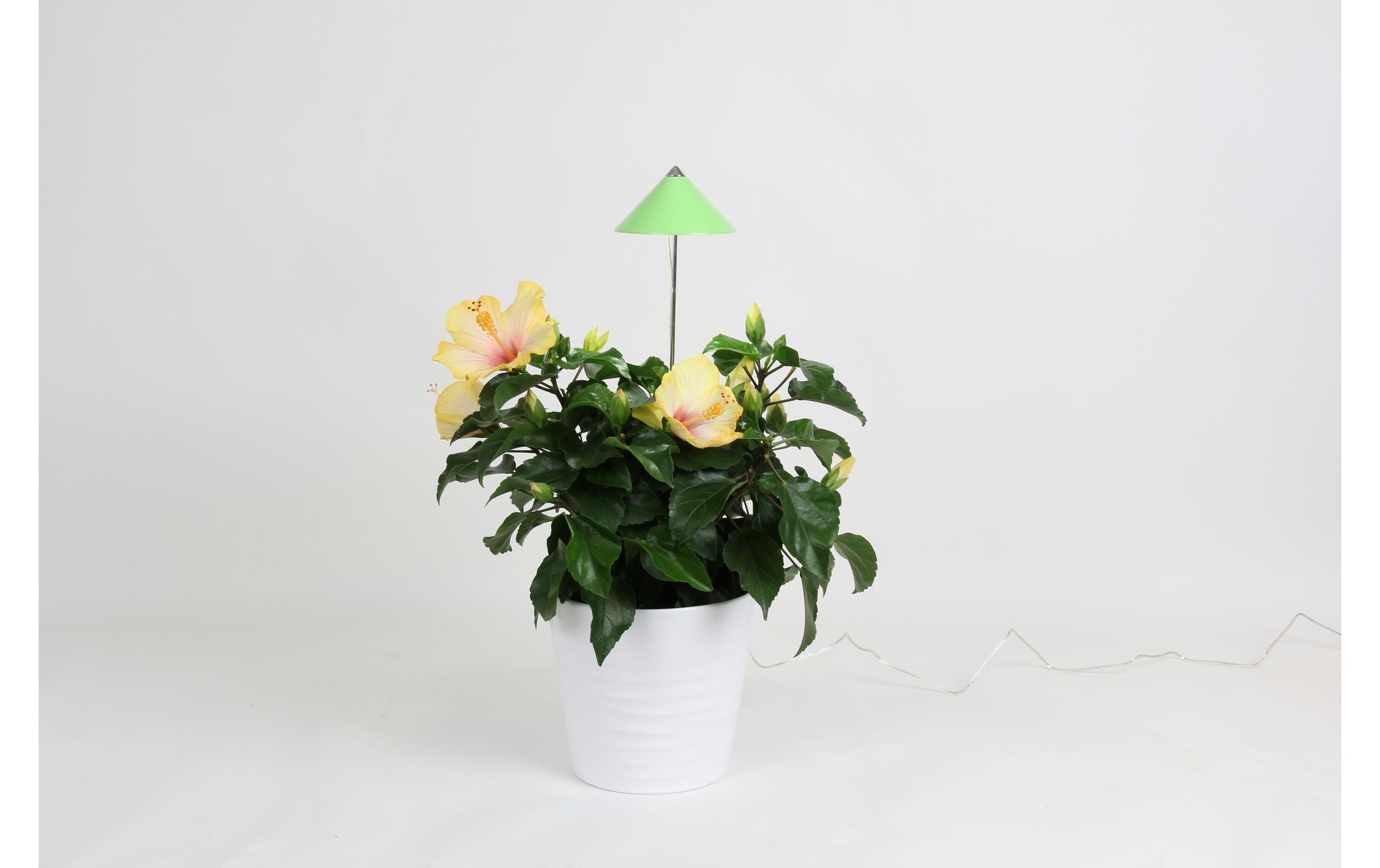 Pflanzenleuchte SunLite 7 W, GrünLED-Pflanzenlampe mit Vollspektrum