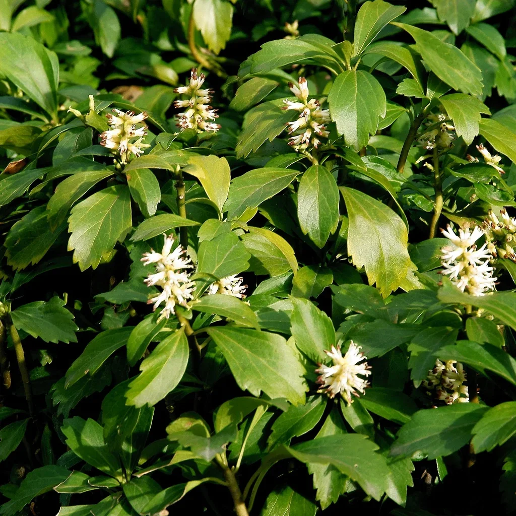 Pachysandra terminalis Vinterglans 6 pk
