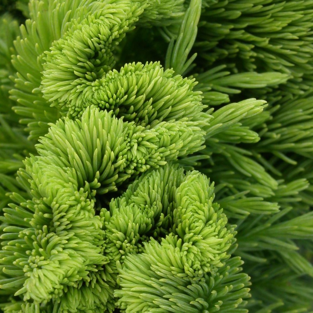 Cèdre du japon japonica cristata/cryptomeria japonica cristata[-]pot de 3l - 20/40 cm