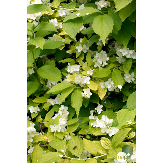 Philadelphus coronarius :H 125/150 ctr 15 litres