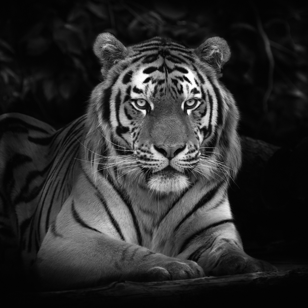 Akustikbild IMPOSANTER TIGER 80x80cm, 5kg