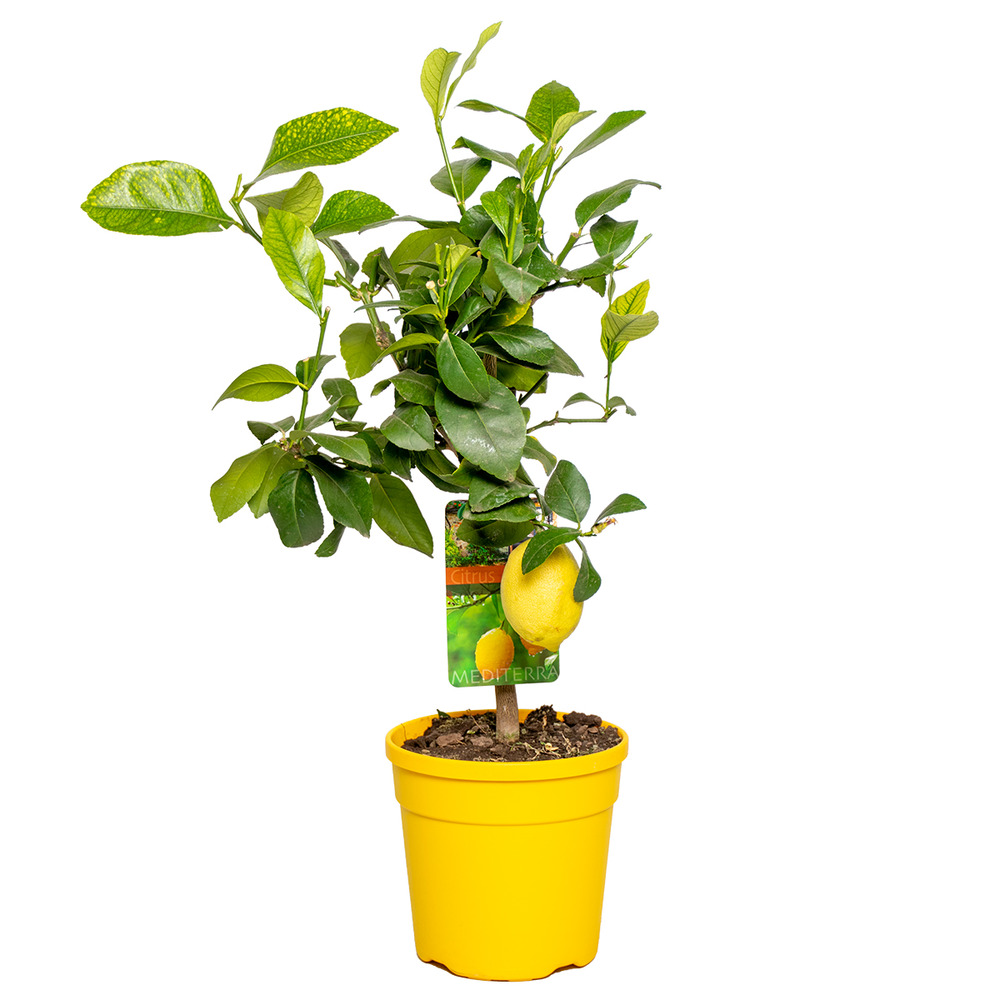 Citrus limon - citronnier - arbre fruitier - persistant - ⌀19 cm - ↕60-70 cm