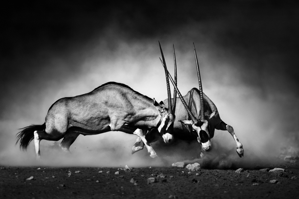 Akustikbild 2 KÄMPFENDE ORYX 80x120cm, 7kg
