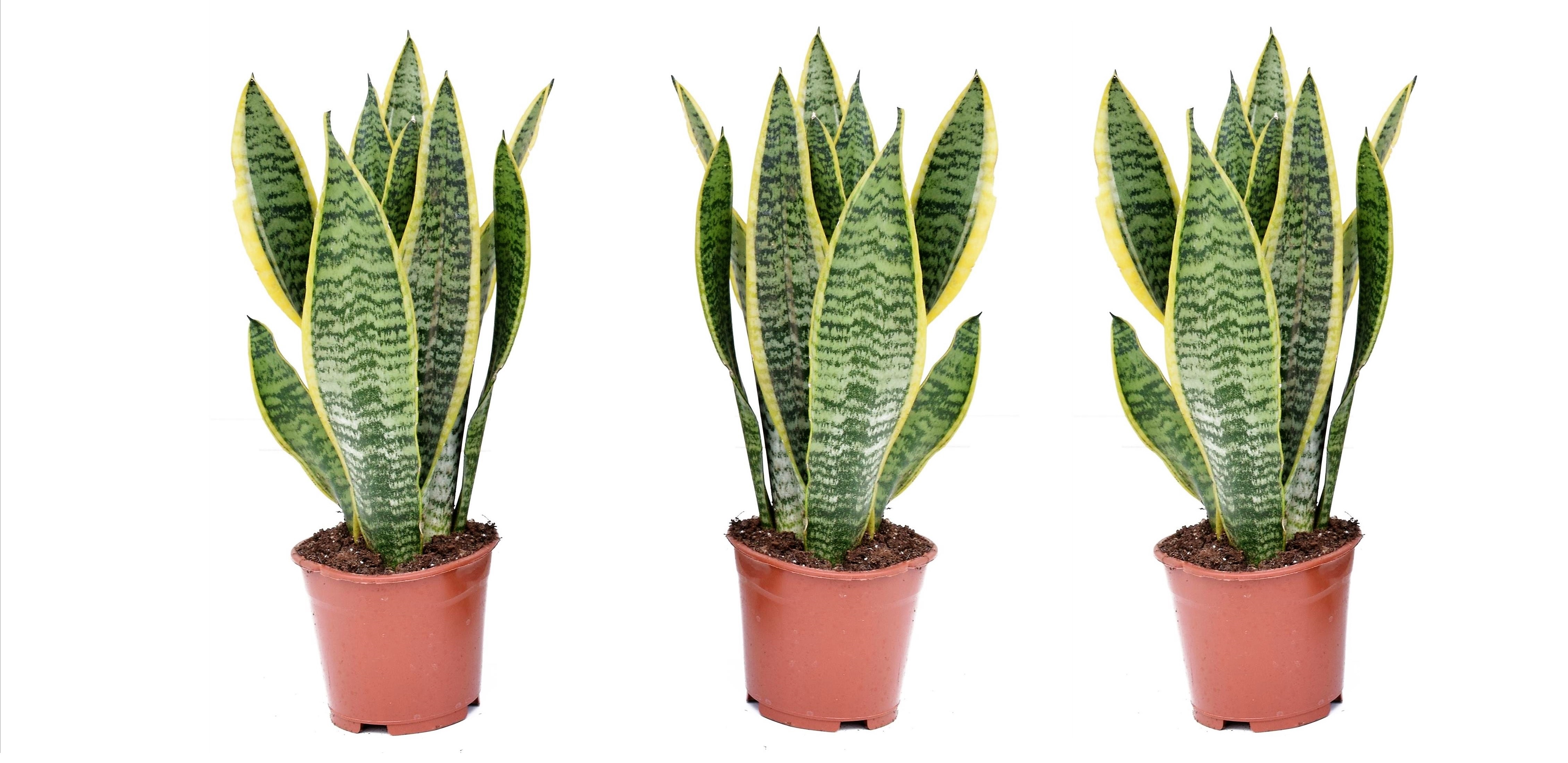 Sansevieria laurentii - set de 3 - langue femelle - pots 12cm - hauteur 30-40cm