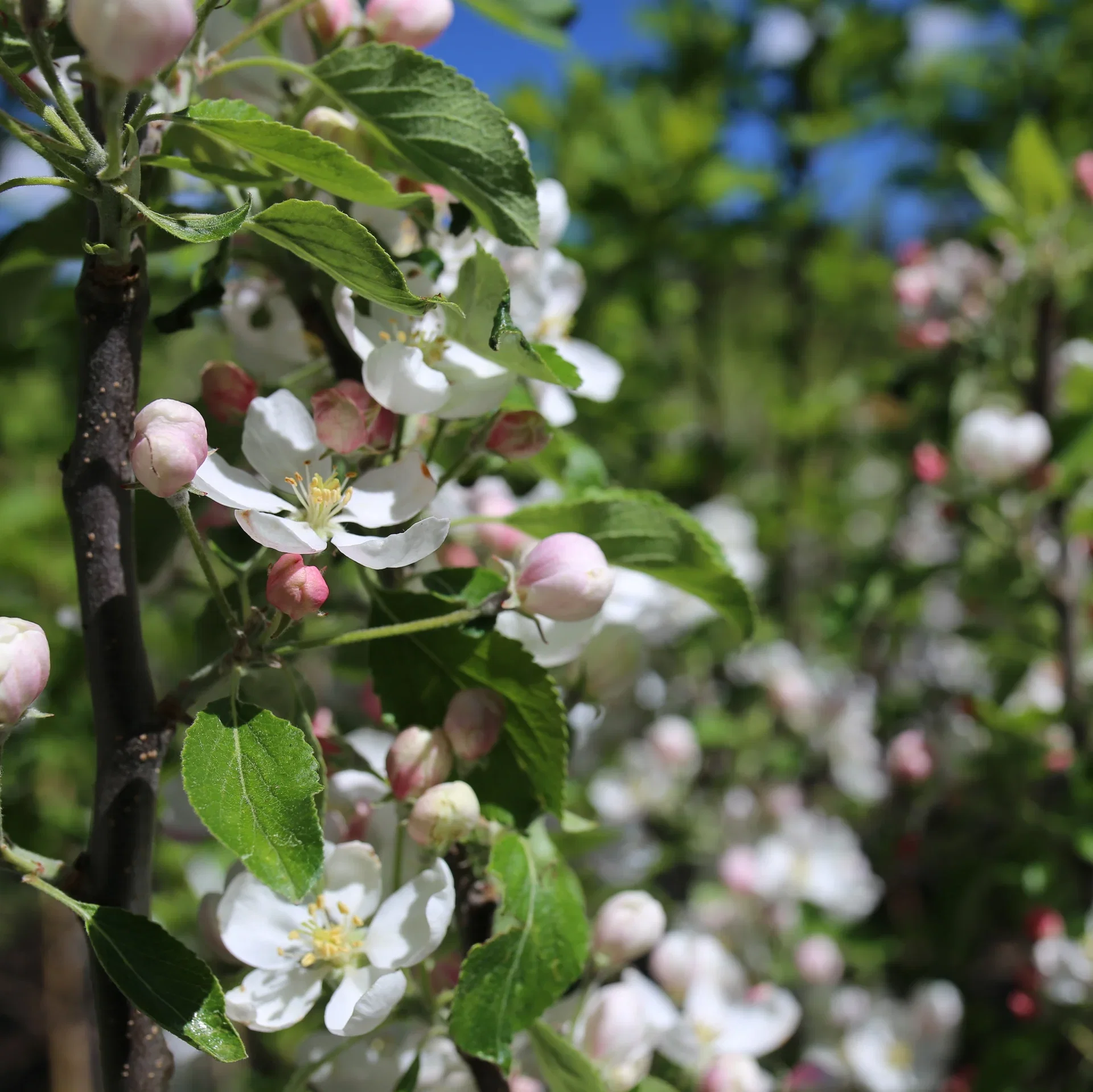 Malus domestica 'Katja' E Eple 'Katja' B9 Høyde 150-200 cm