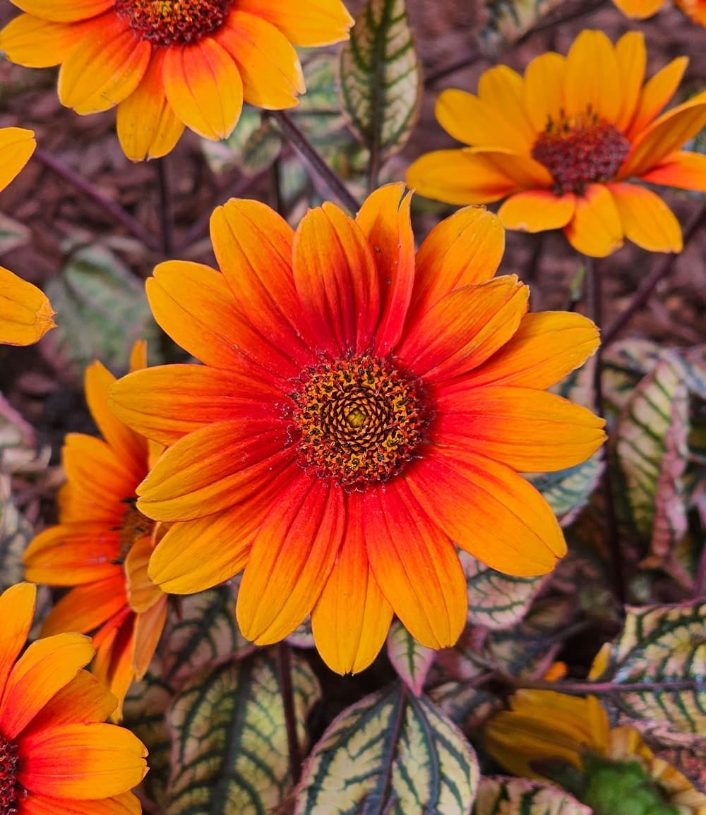 Sonnenauge 'Orange Marble®'