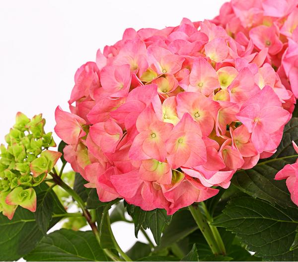 Hortensie - Hydrangea macrophylla