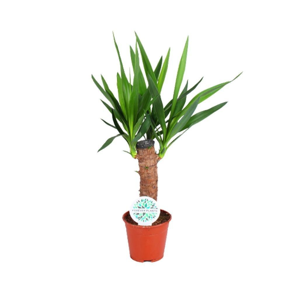 Plante d'intérieur - yucca elephantipes 60.0cm