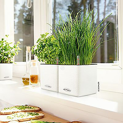 Pot cube Lechuza Color blanc 14 x 14 x h.14 cm