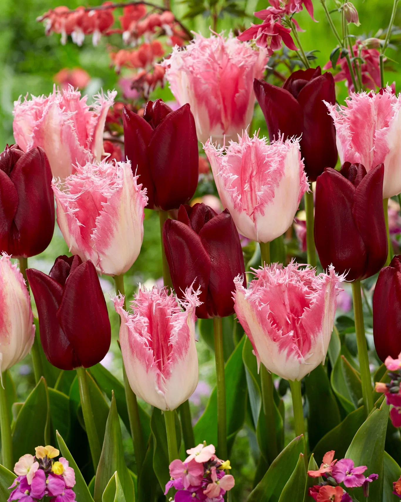 Tulipa Tulipanmiks Crispy Velvet