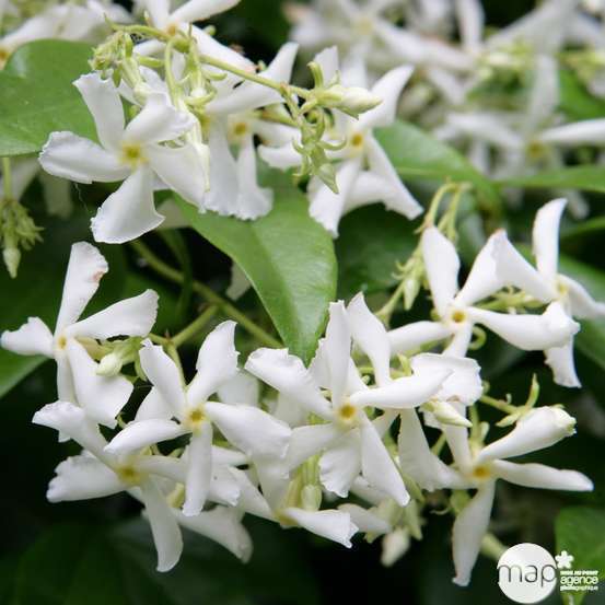 Trachelospermum jasminoides : d.20cm, pyr.