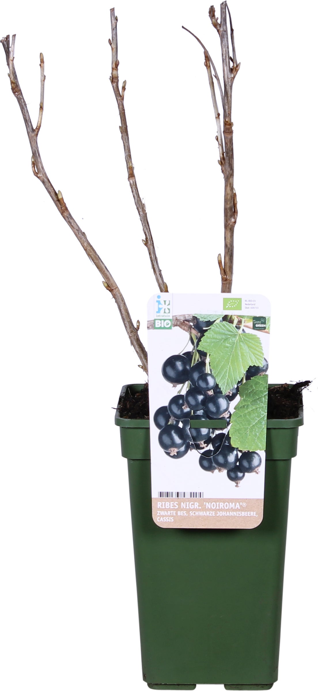 Biologische Zwarte bes (Ribes nigrum 'Noiroma®') D 19 H 60 cm
