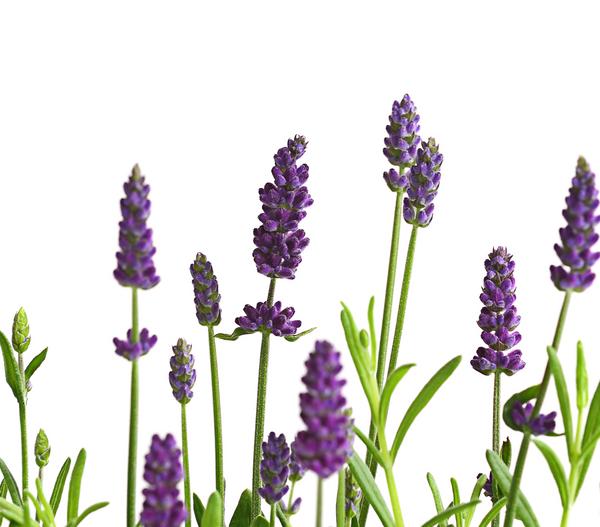 Lavendel